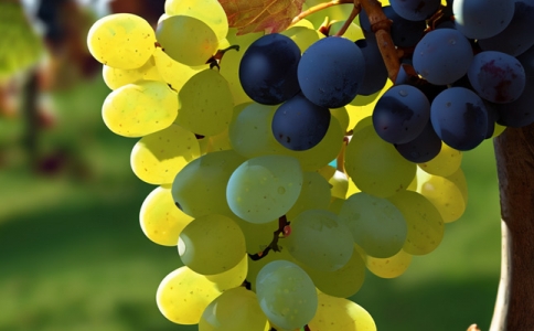 重慶果園港至越南河內國際鐵路班列首開